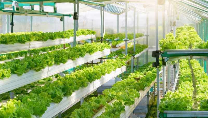 温室水培生菜种植区1