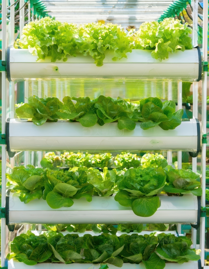 温室水培生菜种植区