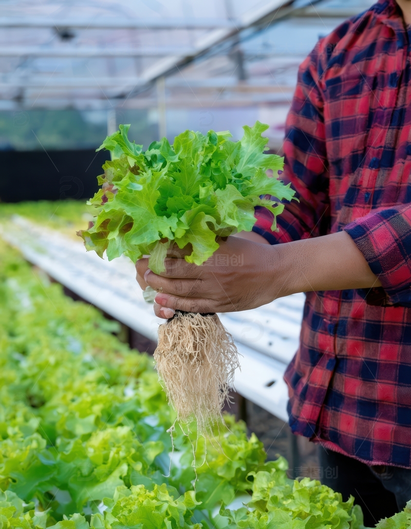 人展示水培生菜