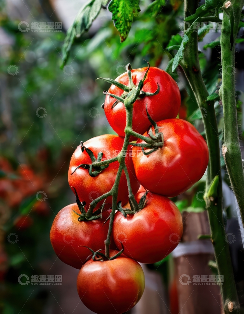 高清大图下载【趣麦麦图】藤蔓上的成串红番茄