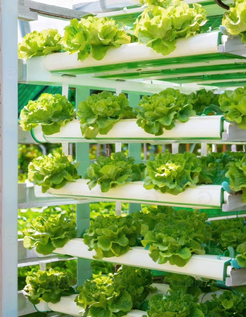 多层架水培生菜景观