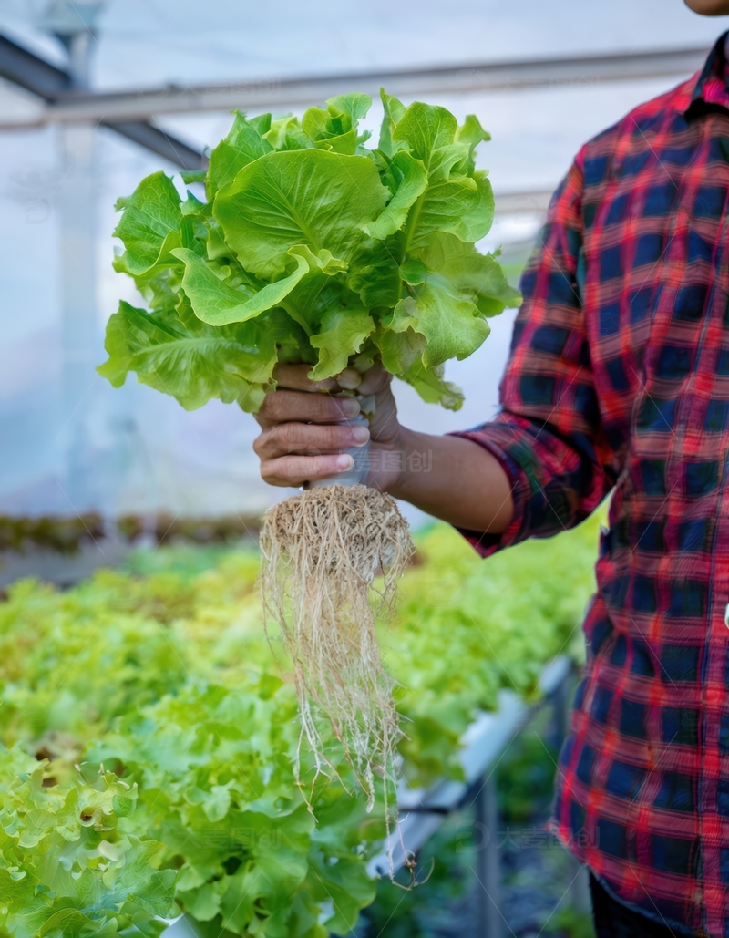 人手持水培生菜