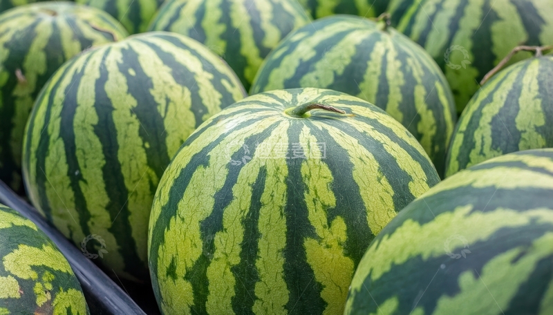 高清大图下载【趣麦麦图】绿纹西瓜：批量外观展示