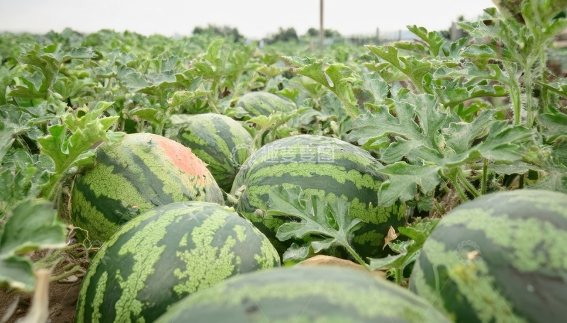 高清大图下载【趣麦麦图】田间生长的西瓜群像