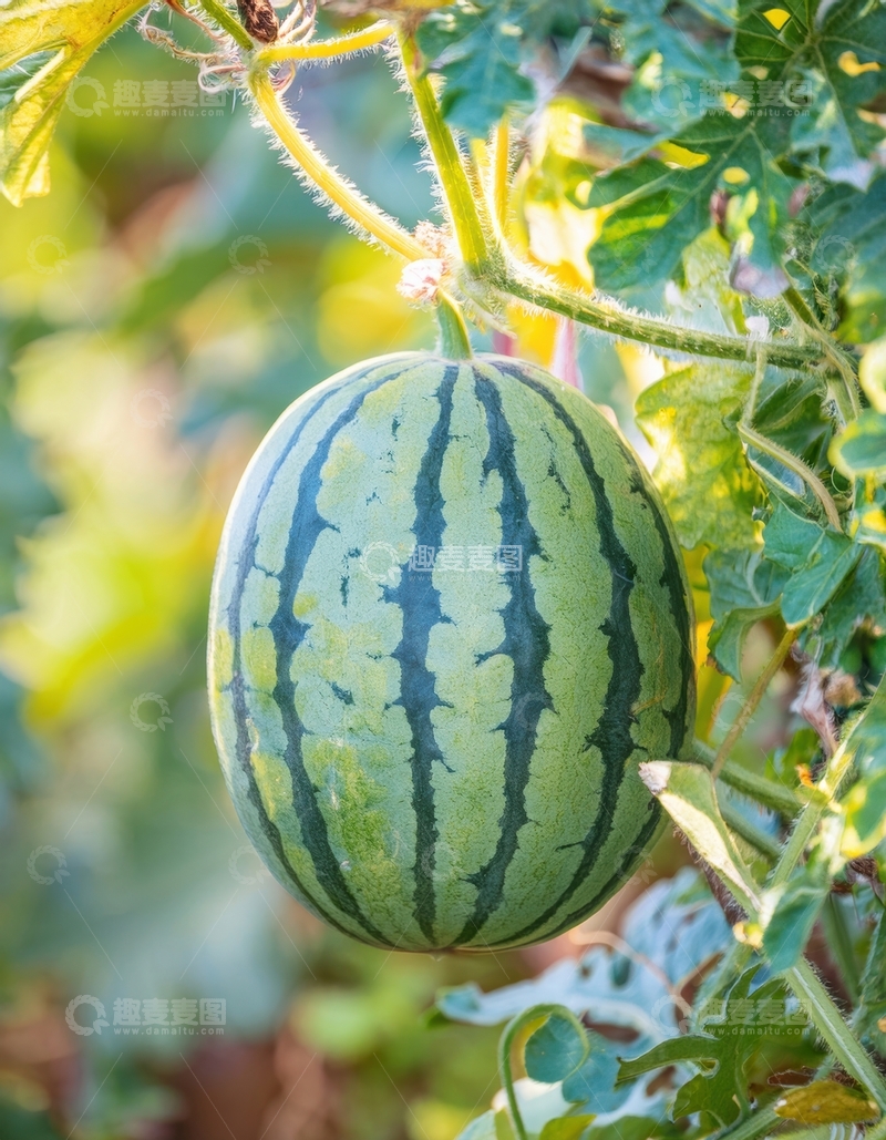 高清大图下载【趣麦麦图】藤上挂着的成熟绿皮西瓜