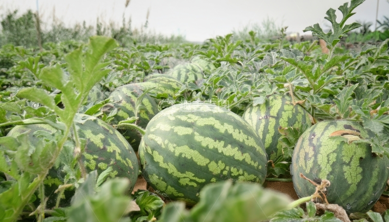 高清大图下载【趣麦麦图】田间生长的西瓜