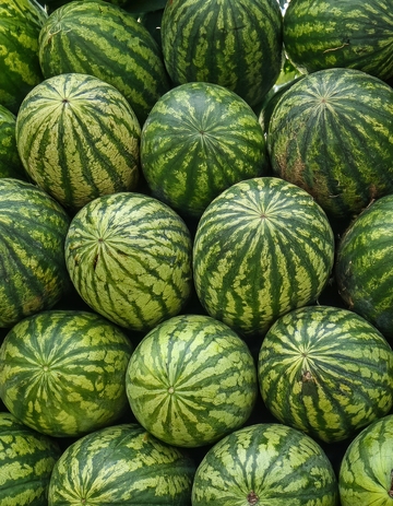 大量绿皮西瓜整齐堆放