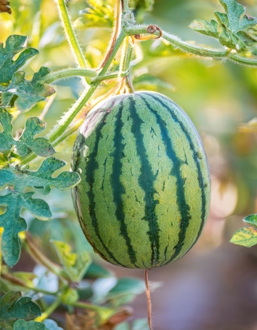 藤蔓上的完整绿皮西瓜