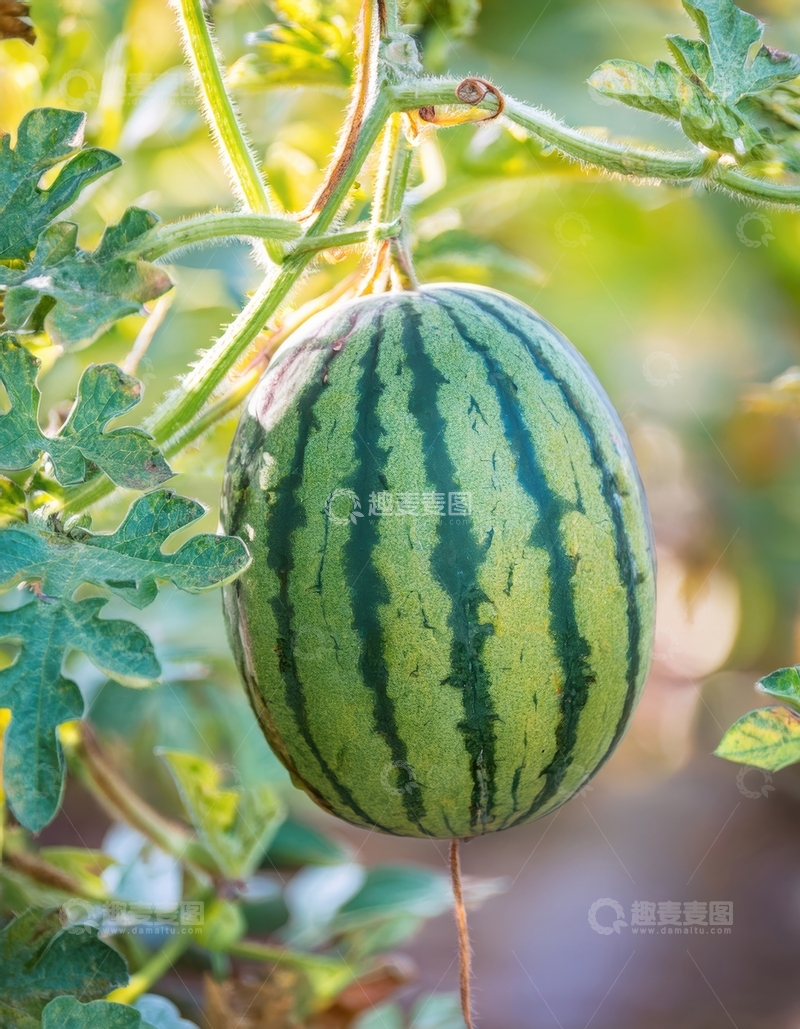 高清大图下载【趣麦麦图】藤蔓上的完整绿皮西瓜