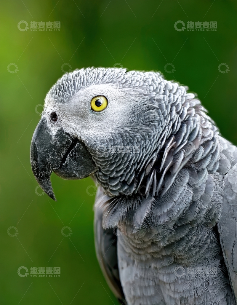 高清大图下载【趣麦麦图】绿景中灰鹦鹉的侧影