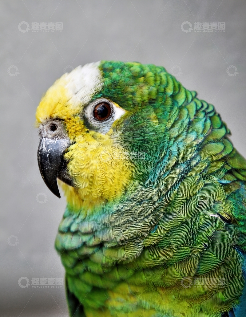 高清大图下载【趣麦麦图】灰背景绿黄鹦鹉头部照