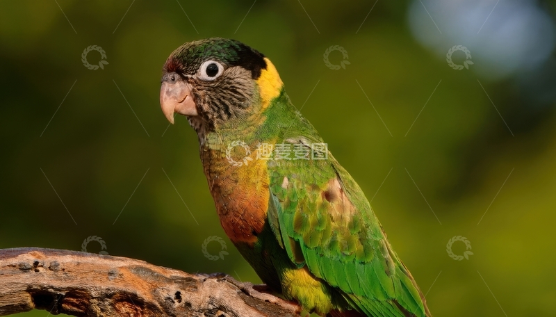 高清大图下载【趣麦麦图】绿枝上多彩的鹦鹉侧影