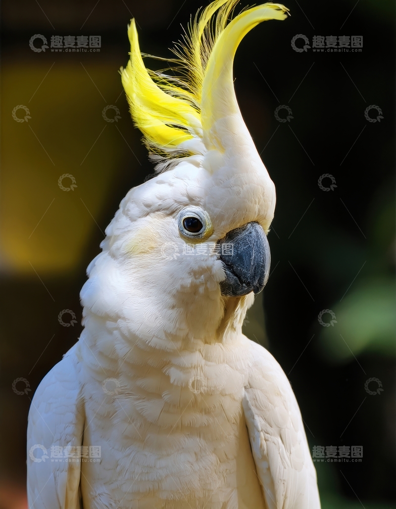 高清大图下载【趣麦麦图】暖光下黄冠白鹦鹉特写