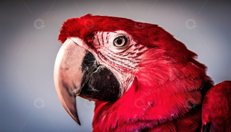 高清大图下载【趣麦麦图】-浅灰背景下的红鹦鹉特写