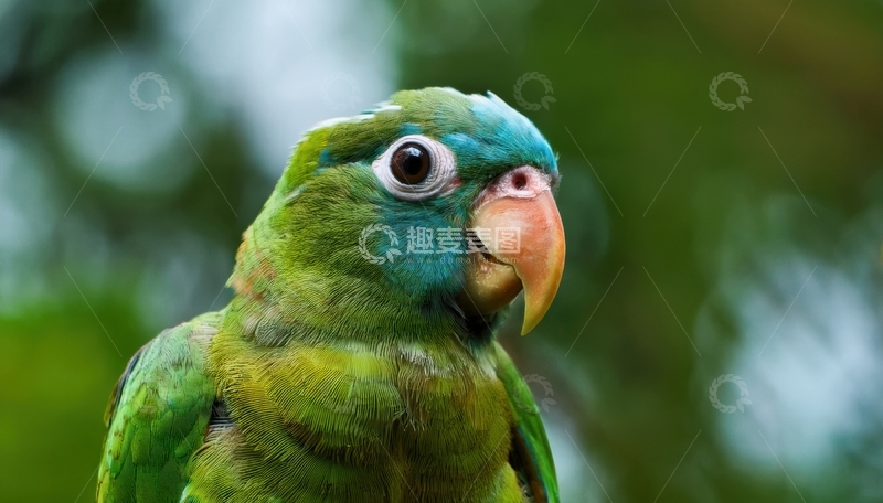 高清大图下载【趣麦麦图】绿影中绿鹦鹉的灵动侧颜