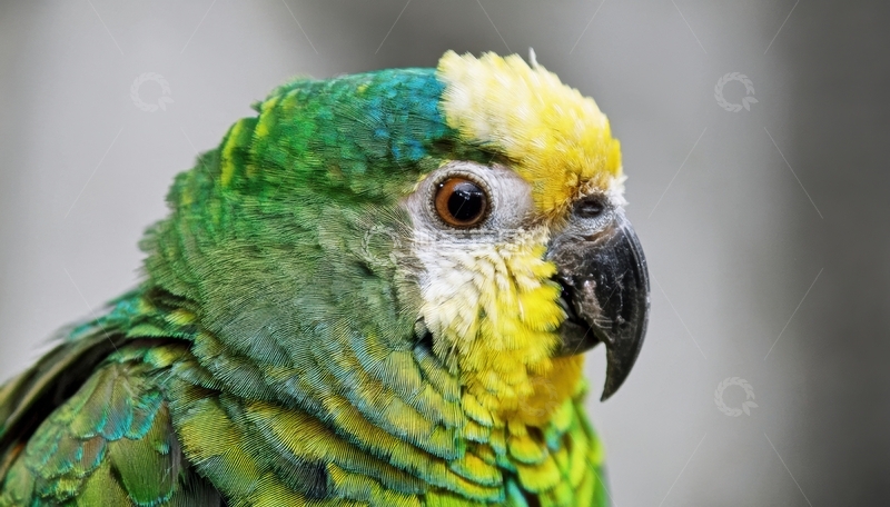 高清大图下载【趣麦麦图】又一绿黄鹦鹉的精致特写