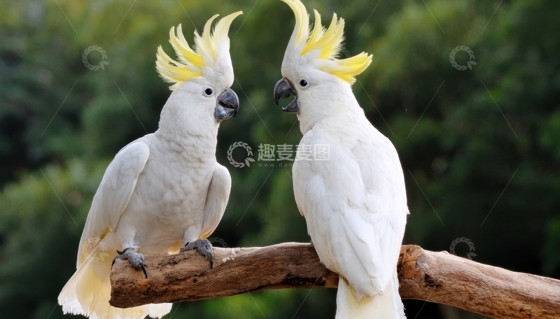 高清大图下载【趣麦麦图】绿景中亲昵的白葵花鹦鹉