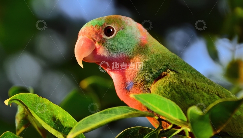高清大图下载【趣麦麦图】绿叶上粉绿鹦鹉的侧影