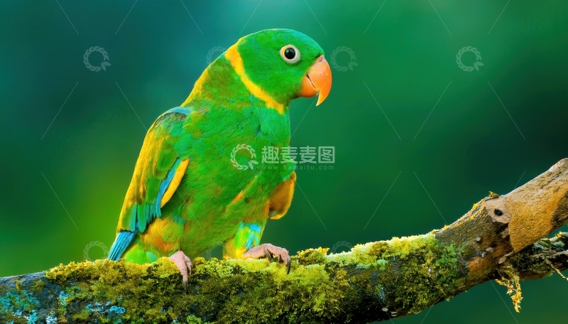 高清大图下载【趣麦麦图】绿苔树枝上的绿鹦鹉