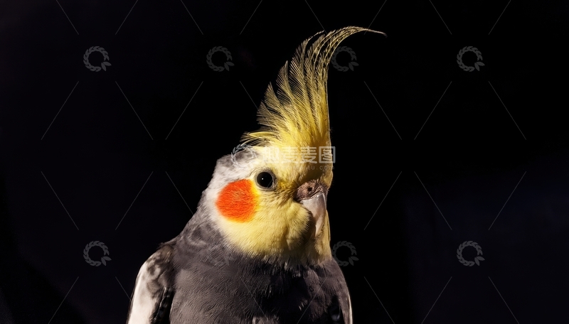 高清大图下载【趣麦麦图】黑幕中灰黄鹦鹉的神态