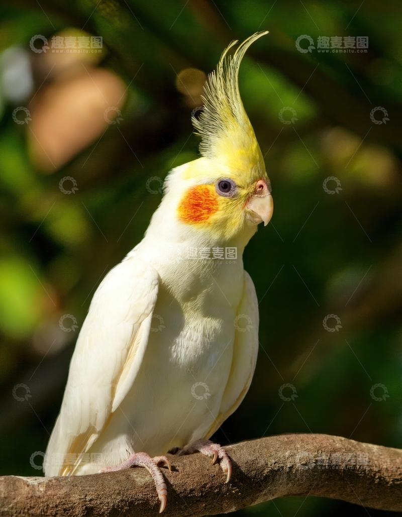 高清大图下载【趣麦麦图】白玄凤鹦鹉的优雅身姿