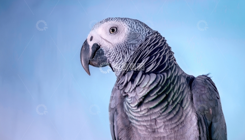 高清大图下载【趣麦麦图】又一蓝背景下灰鹦鹉的侧影
