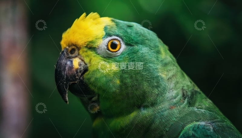 高清大图下载【趣麦麦图】绿影中绿黄鹦鹉头部特写