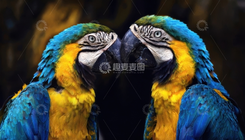 高清大图下载【趣麦麦图】暗调下亲昵的蓝黄金刚鹦鹉
