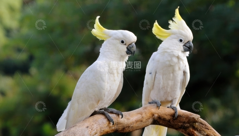 高清大图下载【趣麦麦图】树枝上相伴的白葵花鹦鹉