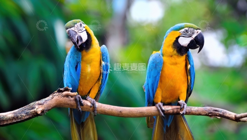 高清大图下载【趣麦麦图】绿枝上相伴的蓝黄金刚鹦鹉