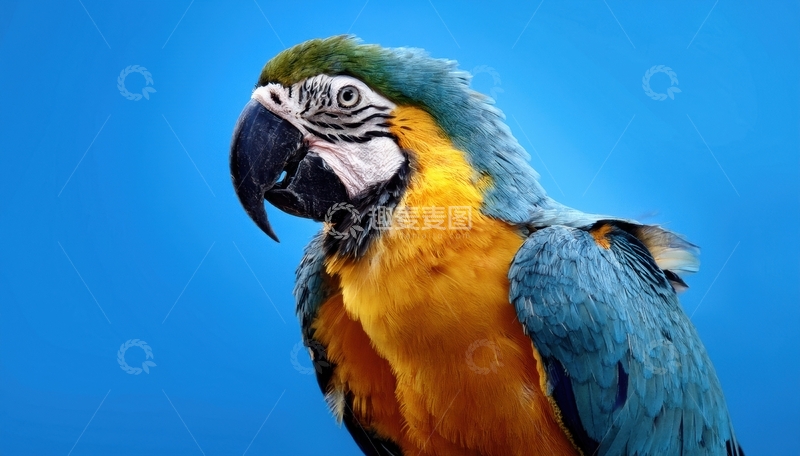 高清大图下载【趣麦麦图】蓝背景下的金刚鹦鹉侧影