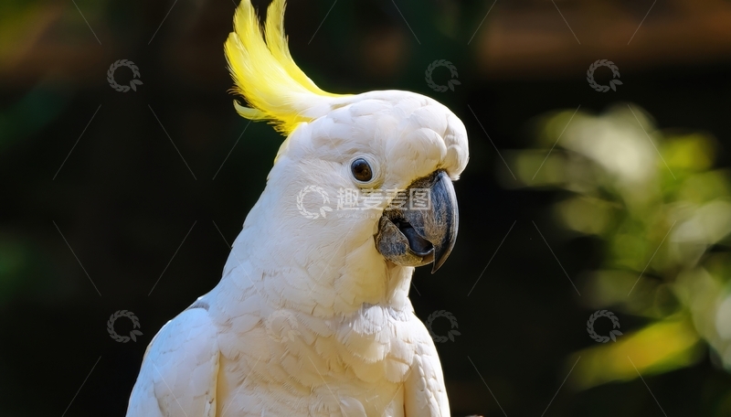 高清大图下载【趣麦麦图】绿植间白葵花鹦鹉侧影