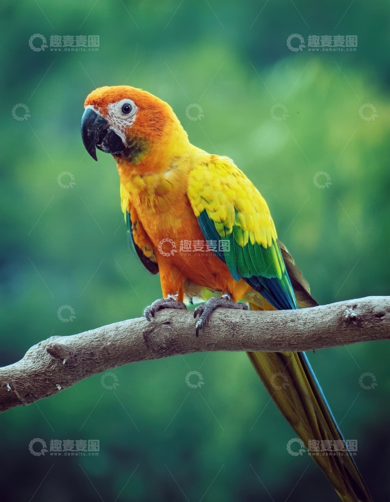 高清大图下载【趣麦麦图】绿景中橙黄鹦鹉栖息照