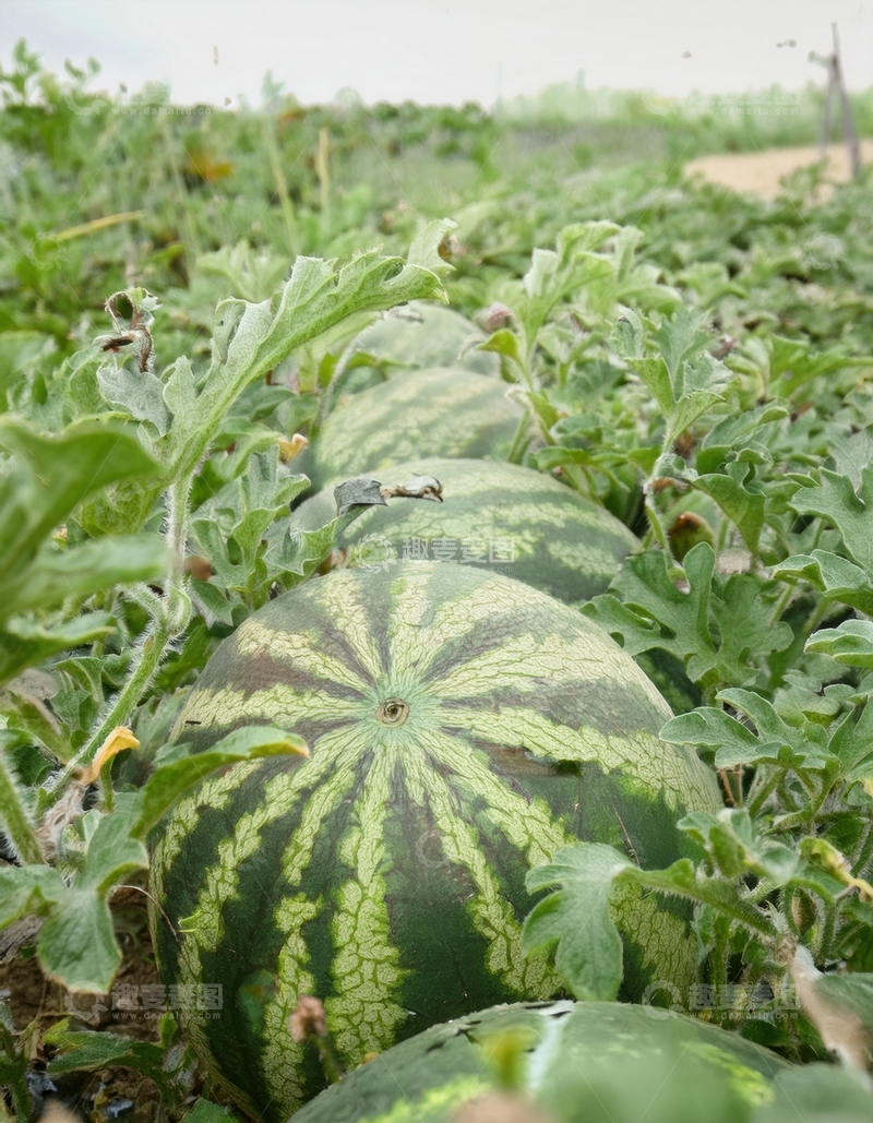 高清大图下载【趣麦麦图】瓜田中生长的绿皮西瓜