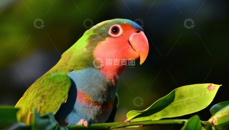 高清大图下载【趣麦麦图】绿叶旁多彩鹦鹉的身姿