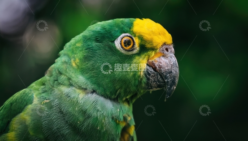 高清大图下载【趣麦麦图】又一绿黄鹦鹉头部近景