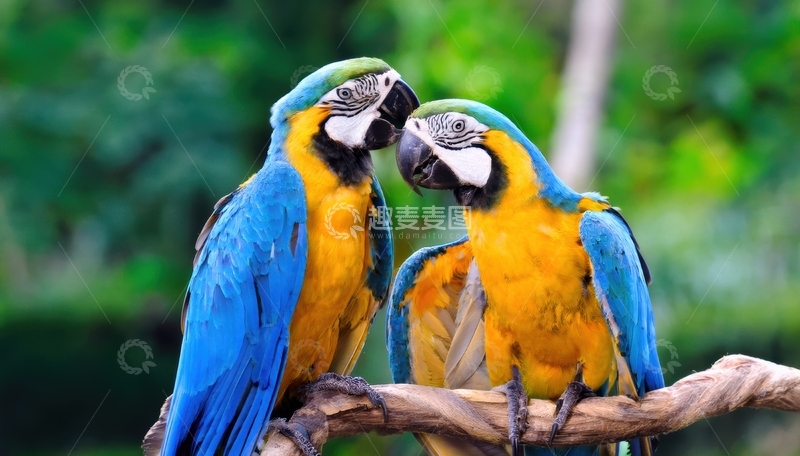 高清大图下载【趣麦麦图】绿景中亲昵的蓝黄金刚鹦鹉