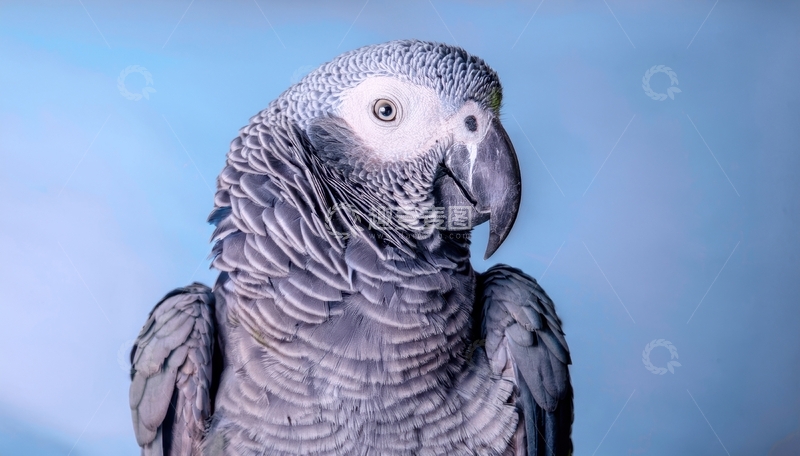 高清大图下载【趣麦麦图】蓝背景下灰鹦鹉的肖像