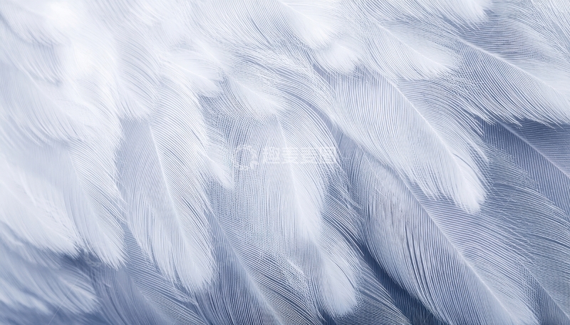 高清大图下载【趣麦麦图】细腻的白色天鹅羽毛特写