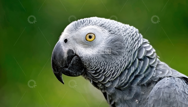 高清大图下载【趣麦麦图】又一灰鹦鹉的精致特写