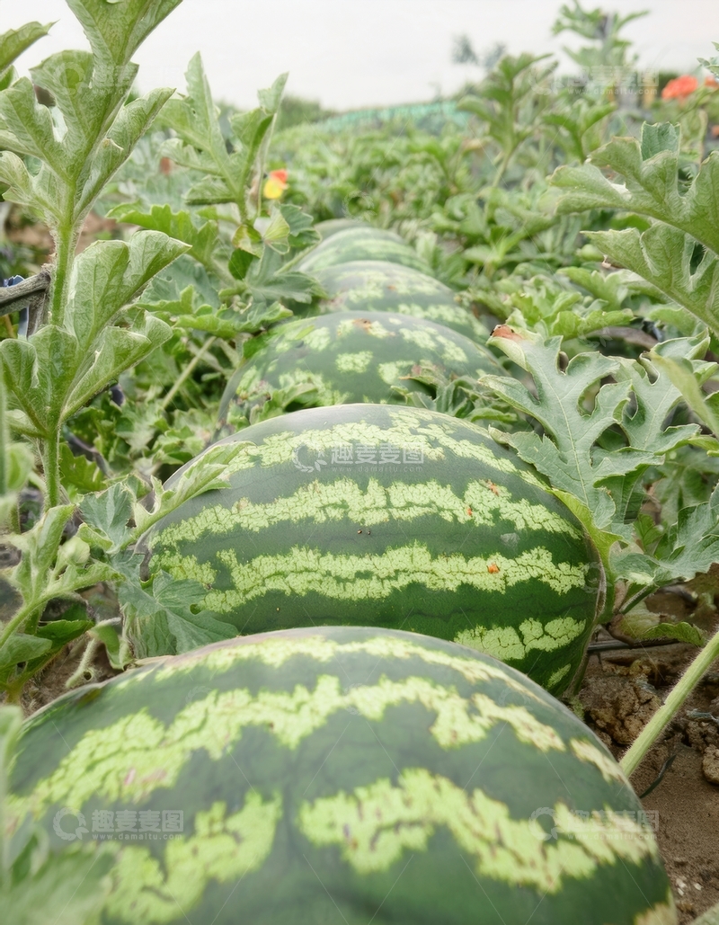 高清大图下载【趣麦麦图】瓜地里排列的成熟西瓜