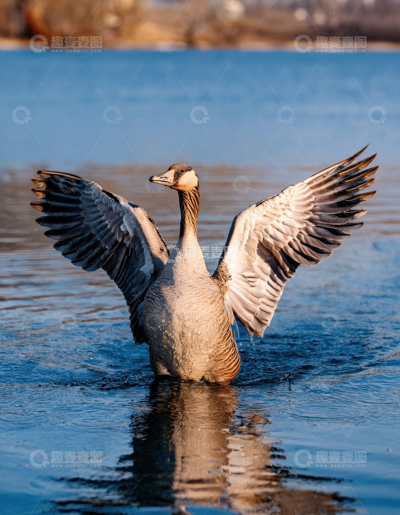 高清大图下载【趣麦麦图】水面上展翅的灰雁