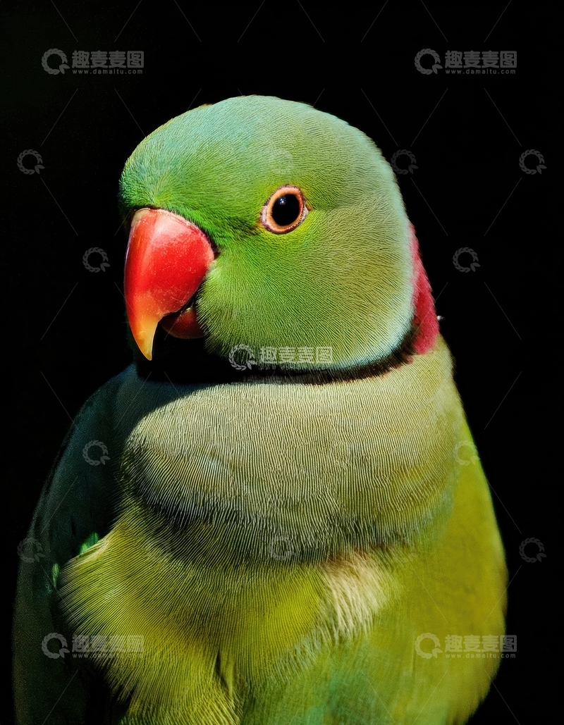 高清大图下载【趣麦麦图】又一暗调绿鹦鹉特写