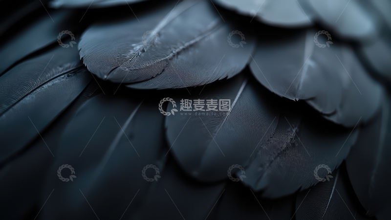 高清大图下载【趣麦麦图】深灰色羽毛堆叠画面