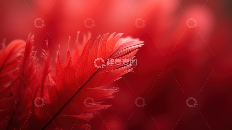 高清大图下载【趣麦麦图】鲜艳红色羽毛特写