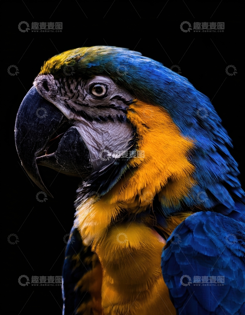 高清大图下载【趣麦麦图】蓝黄金刚鹦鹉头部特写