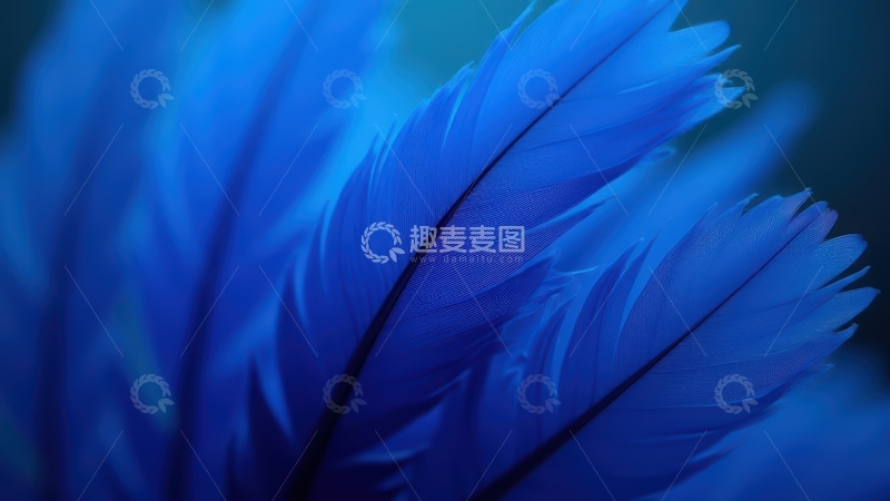 高清大图下载【趣麦麦图】蓝色羽毛特写