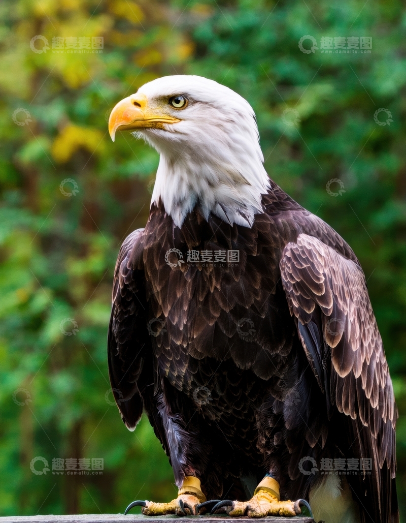 高清大图下载【趣麦麦图】绿景中白头海雕的英姿