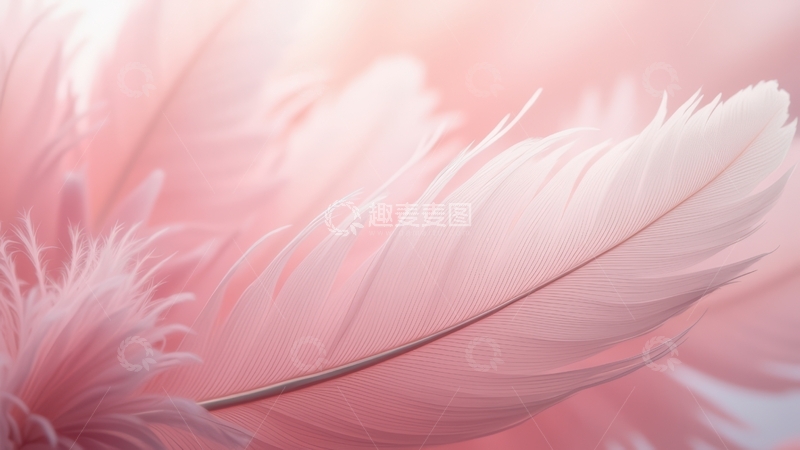 高清大图下载【趣麦麦图】淡粉色羽毛特写
