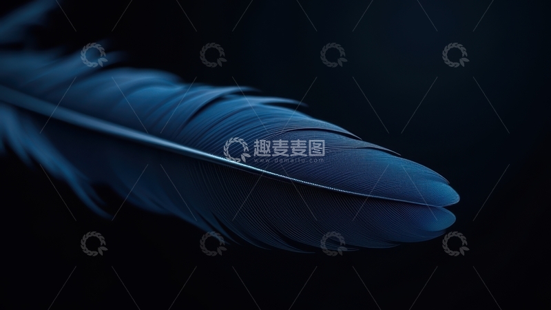 高清大图下载【趣麦麦图】深蓝色单羽特写画面